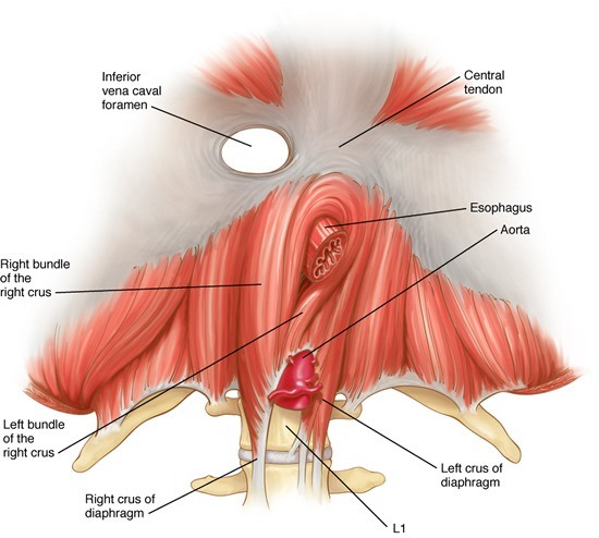 Anatomical illustration showing the esophagus passing through the diaphragm.