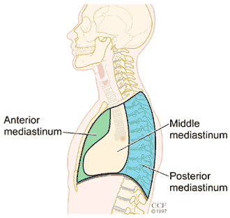 Side view of the chest showing the anterior mediastinum behind the breastbone, the middle mediastinum, and the posterior mediastinum in front of the spine.
