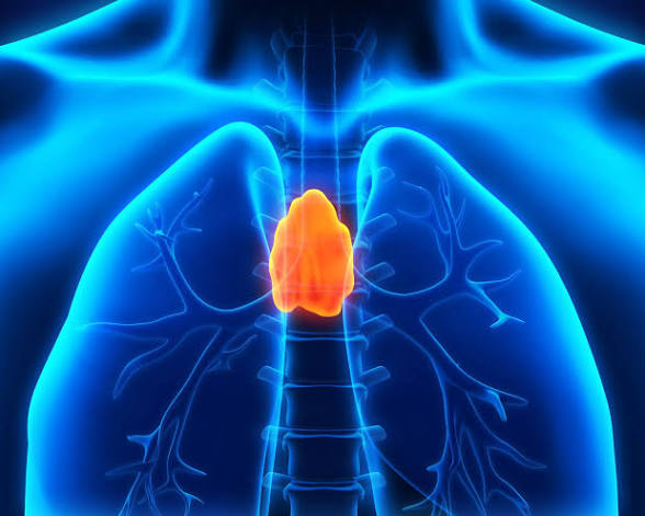 Anatomical illustration highlighting the thymus gland in orange between the lungs, behind the breastbone.